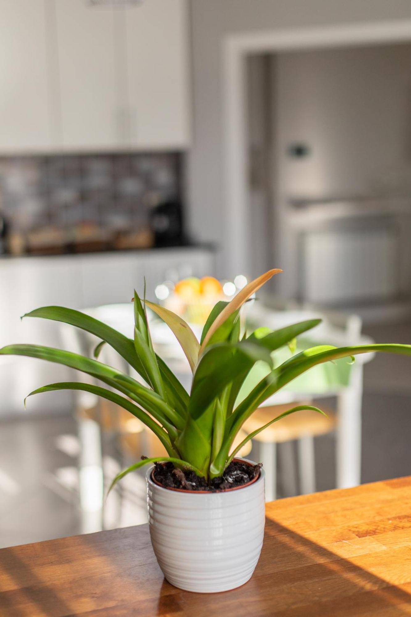 Veigas De Iria - Apartamento Turistico Vut Padrón Zewnętrze zdjęcie